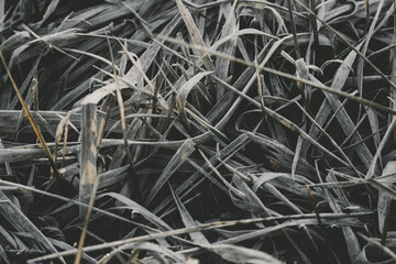Grey  grass with morning frost. Plants for abstract natural background . Soft focus