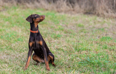 Brown Doberman Pinscher dog in the park