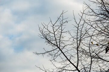 Fototapeta na wymiar empty tree branches with blue sky background