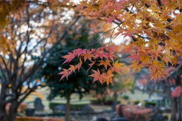Maple leaves in autumn, Japan. 