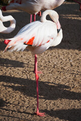 Flamingo is sleeping with one leg stand on sand