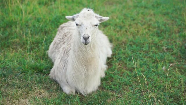 White goat sitting on grass on a summer day. Cruelty free livestock farming