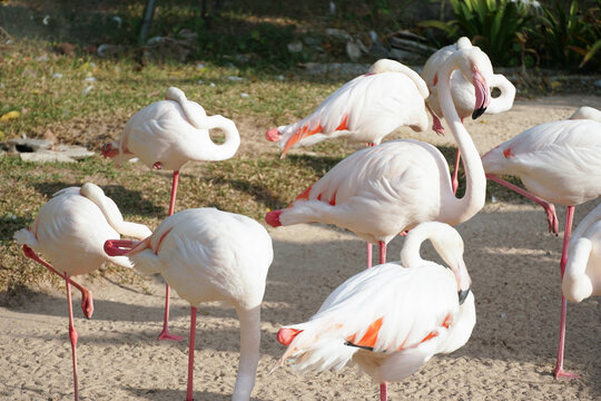 Flamingo is looking at something among other flamingos are sleeping