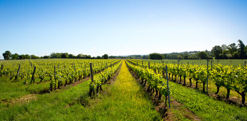 Fototapeta na wymiar Paysage viticole, vigne en France dans un vignoble de l'Anjou.