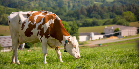Fototapeta premium Vache laitière dans les champs devant une ferme en France.