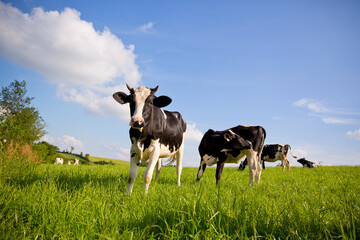 Naklejka na ściany i meble Troupeau de vache laitière ruminant dans une prairie herbeuse au printemps.
