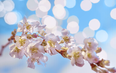 Prunus subhirtella, the winter-flowering cherry. Close-up on buds and flowers. Soft focus with lights in bokeh. Two tone image of pink flowers and blue sky.