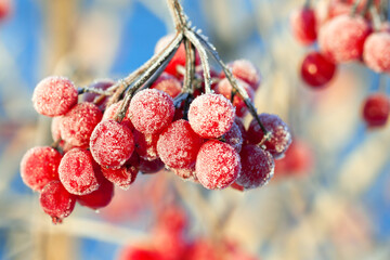 red viburnum berries are covered with frost