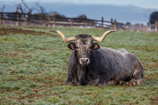Ox lying in the meadow. Jiménez de Jamuz, León, Spain.