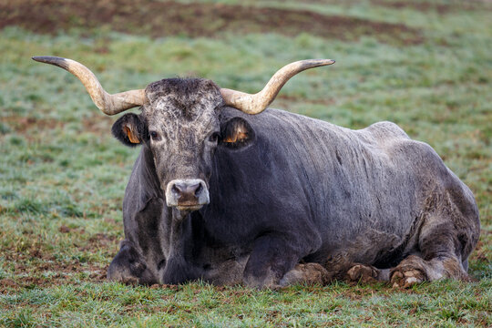 Close-up of an ox lying in the meadow. Jiménez de Jamuz, León, Spain.