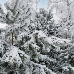 Green Christmas trees and pines covered with frost and snow in the winter frosty forest