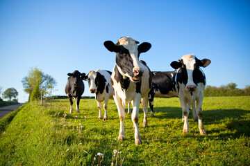Troupeau de vache laitière dans les champs en campagne française.