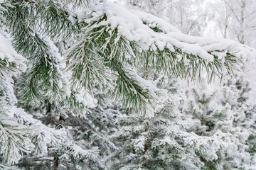 A spruce branch covered with snow and frost in a winter frosty forest