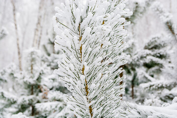 Green needles covered with frost. Freezing day