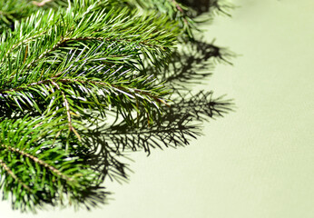 Obraz premium Green branches of pine and spruce lie on a green background, close-up, all the needles are visible.