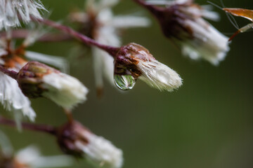 Close up of a flower with drops after the rain