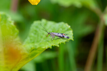 Close up of a scorpion fly on a green leaf