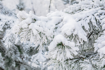 Green pines and spruces covered with snow and frost in the winter frosty forest
