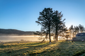 Fototapeta premium Beautiful trees in the fog in County Donegal - Ireland