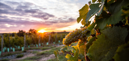 Raisin blanc dans les vignes en France.