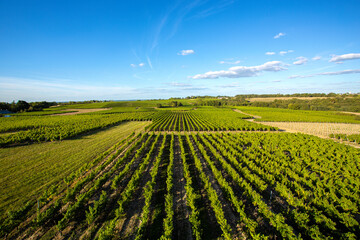 Vigne en France dans un vignoble en Anjou.