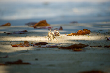 Zwei Krabben kämpfen im Sonnenlicht