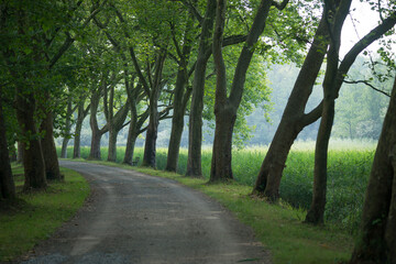 Eine Allee biegt nach links