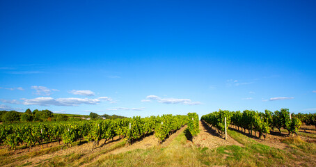 Vignoble au soleil dans une région viticole de France.