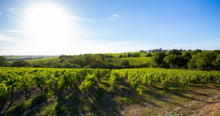 Paysage agricole, vigne en Anjou, région viticole.