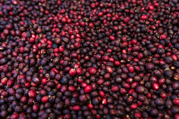 red coffee ripeness dry process coffee