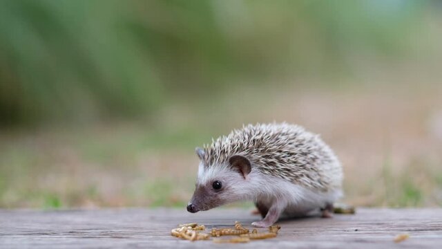 Dwarf hedgehog on ground with blur background

