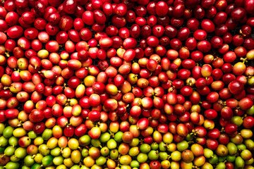 red coffee ripeness dry process coffee