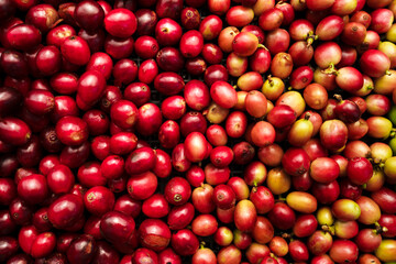 red coffee ripeness dry process coffee