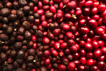 red coffee ripeness dry process coffee