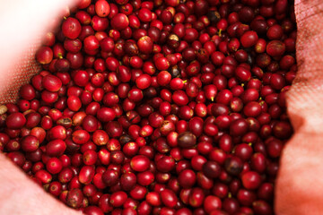 Red fresh cherry coffee beans background