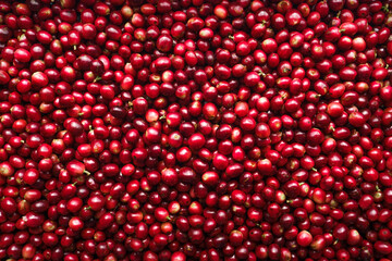 Red fresh cherry coffee beans background