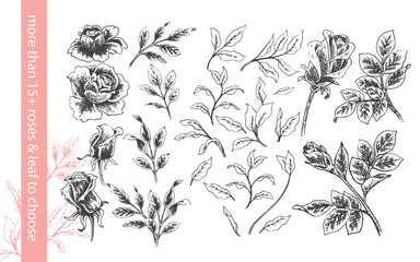 Rose Flower Hand drawn Illustration Assets