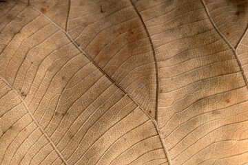 Brown Teak leaf close up