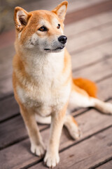 Close-up Portrait of adorable and happy shiba inu dog sitting on the wooden bridge.