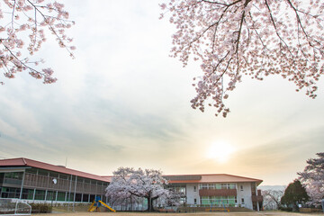 Fototapeta na wymiar 常陸太田市　校庭の瑞桜