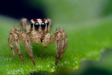 Jumping spider macro