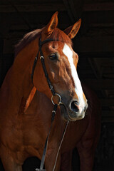 Fototapeta premium Dressage sportive horse with classic bridle in dark stable 