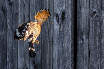 Wiedehopf (Upupa epops)