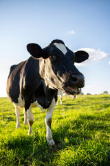 Vache laitière en campagne avec une tête humoristique.