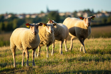 Fototapeta premium Troupeau de mouton dans la nature.