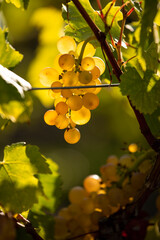 Raisin blanc dans le vignoble au soleil avant les vendanges.