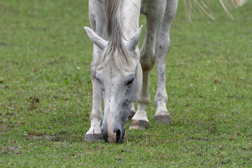 Horse resting on the paddock © Marcin Łuczak