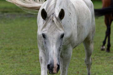 Horse resting on the paddock © Marcin Łuczak
