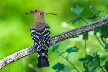 Wiedehopf (Upupa epops) © Rolf Müller