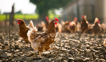 Poulet ou poule élevé en plein air.